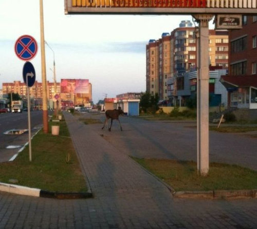 さすがロシア12