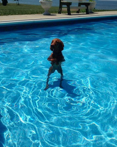 09二足立ち(直立)する動物