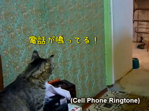 電話が鳴るとケータイを持ってくる猫00