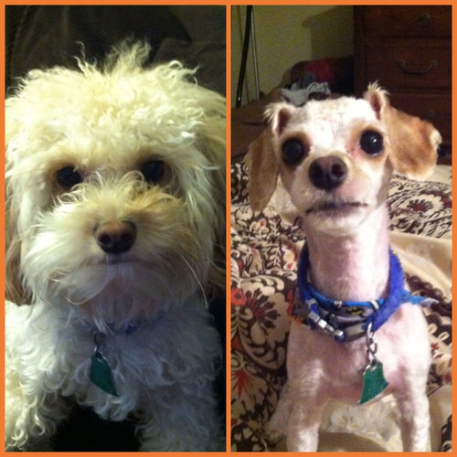 犬の整髪の意味01