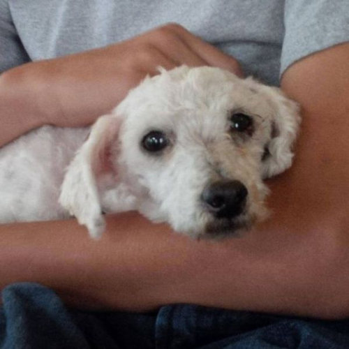 捨て犬の救助08