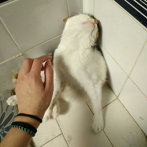 演技力の高い猫たち16