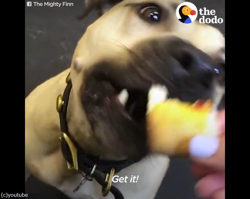 ピザが好きすぎて05