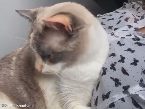 「猫にとって最高に気持ちのいいツボを押してあげると…」→この表情になる