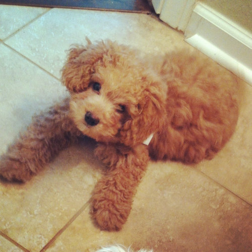 子犬とぬいぐるみ06