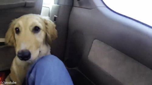 子犬がママと再会01