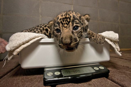 動物の赤ちゃん28