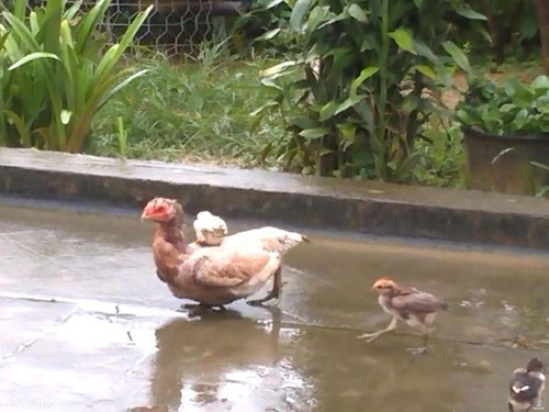 �ޥޤ�����˾��ҥ襳02