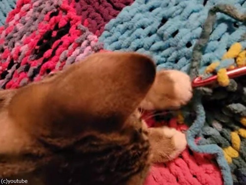 編み物を手伝ってくれる猫