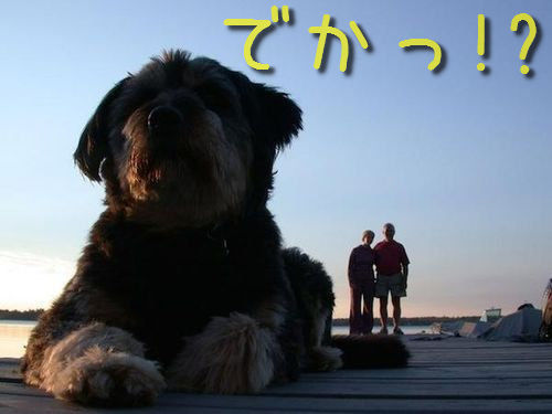 犬を巨大化する写真テクニック00