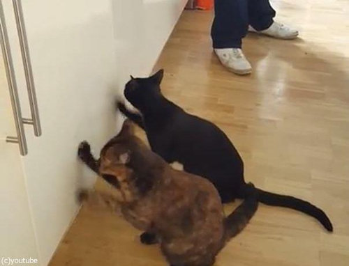 猫2匹が戸棚を連打03