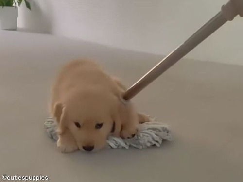 子犬って生き物は…どうやらモップを乗り物としか認識していない
