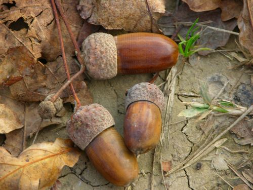 どんぐり拾い00