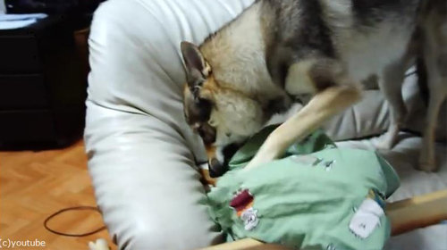 おもちゃが隠せない犬05