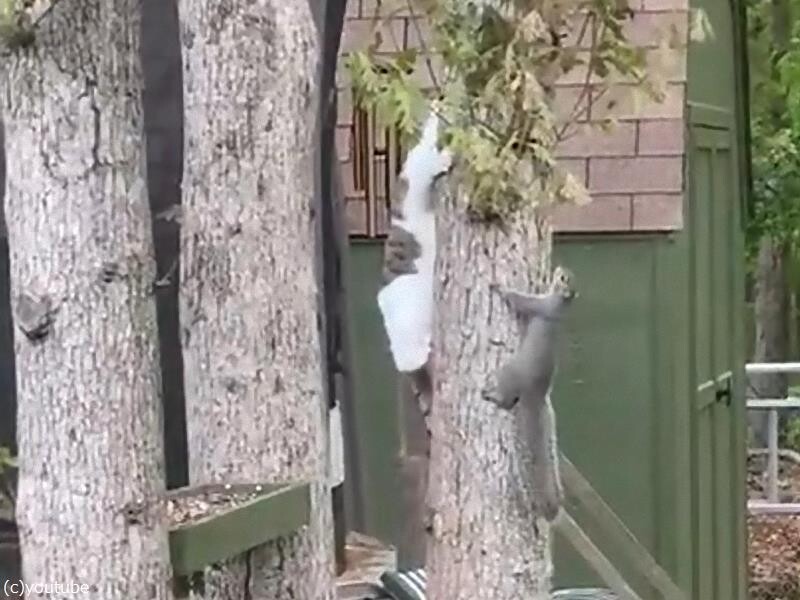 木に登ってリスと遊ぼうとする猫だったけど 動画 らばq 木に登ってリスと遊ぼうとする猫だったけど 動画 らばq