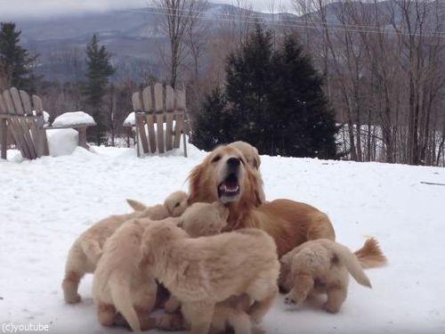 ママ犬とじゃれる子犬たち01