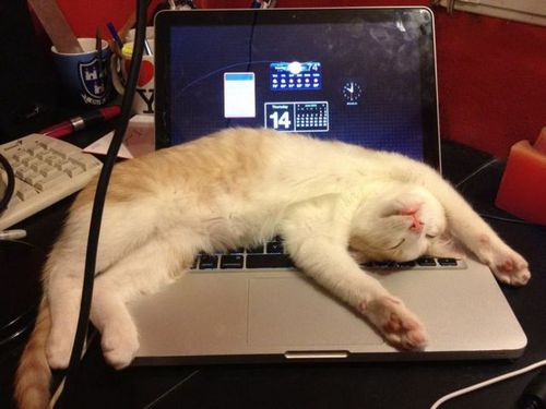 ペットがあなたの留守中にすること00