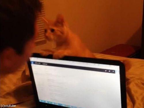 ノートパソコンと子猫02