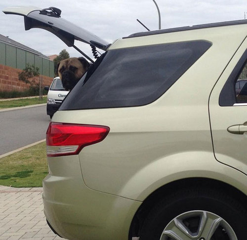 遠くからこっそり見る犬04