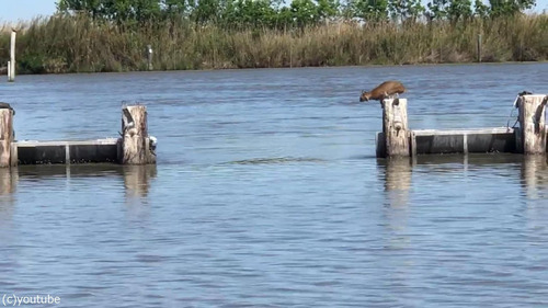 �ܥ֥���åȤβ���ʥ�����02