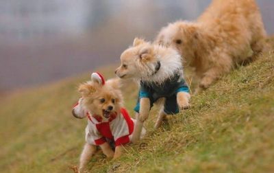 子犬の対決04