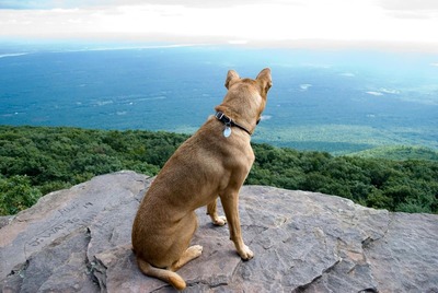 絶景を見下ろす犬08