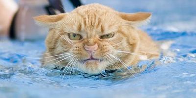 こんな猫はいやだ10