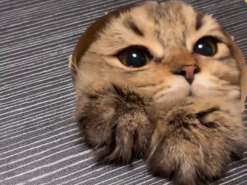 机に猫用ののぞき穴を作ってみたら…幸せだけど仕事がはかどらない