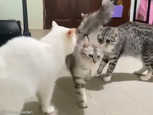 「今、世界が最も必要としているのは…この猫だと確信している」