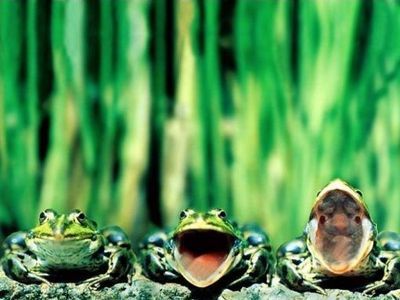 うるさいカエル00