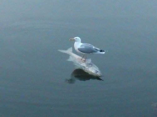 �ɰդ�­��ʤ��ʤȻפ��̿�01