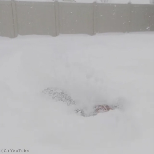 雪遊びコーギー03