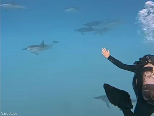 「憧れのイルカだ！」群れに出会って笑いが止まらなくなるダイバー（動画）