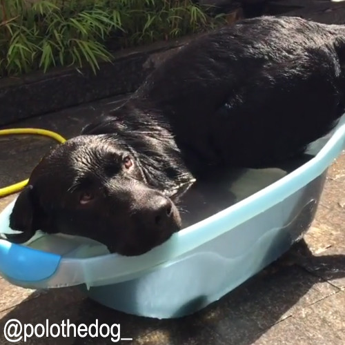 小プールと犬04