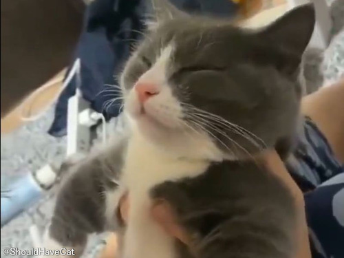 どんなに眠くても鉄壁の防御力を発揮する猫