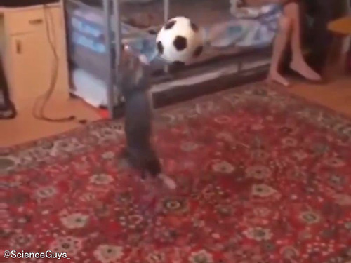 猫が空中でボールキャッチ…さらに流れるような動きで蹴り出すスーパープレイ