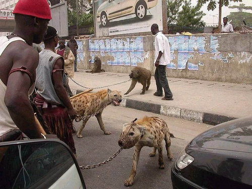 4匹のヒヒ 2頭のハイエナ 1匹の犬 1匹のニシキヘビ を引き連れたギャングの写真 らばq