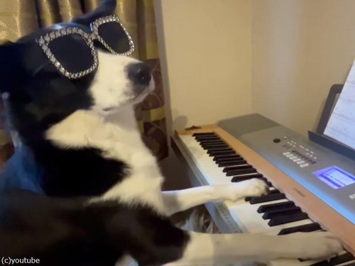 犬のピアニストが即興のオリジナル曲を披露する（動画）