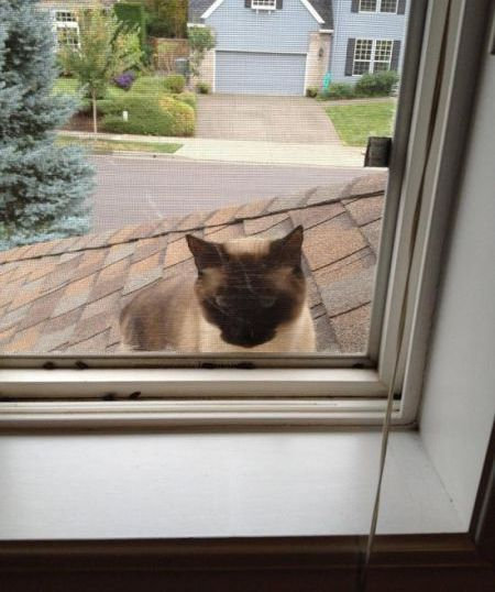 うちの猫じゃない18