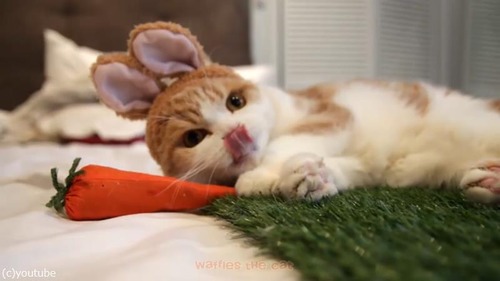 ウサギかと思ったら猫だった03