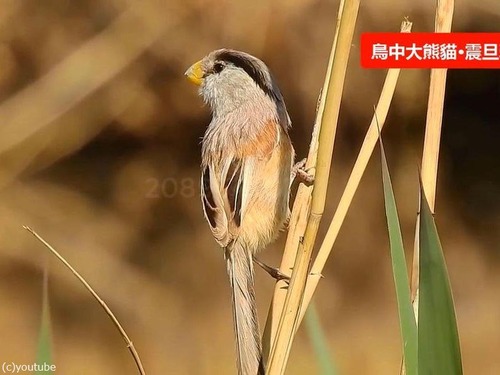 「鳥類のパンダ」01