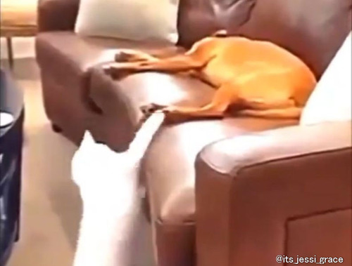犬「おかしいな、誰もいない…」イタズラ上手な猫に翻弄される