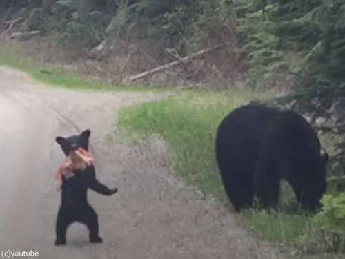 クマの赤ちゃんが…突然のカニ歩き!