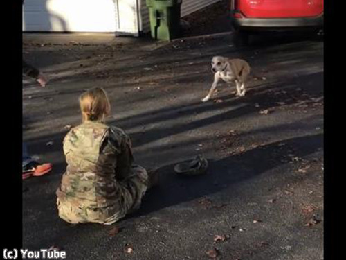 訓練から帰ってきた女性が愛犬と再会00