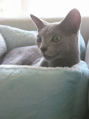 猫の場所取り06