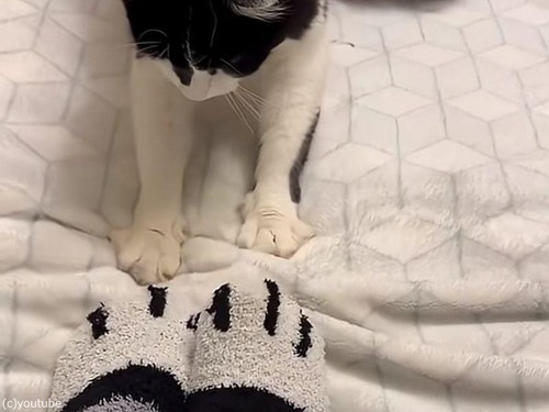 「猫が肉球でベッドをモミモミしていたので…猫足ソックスで対抗してみた」（動画）