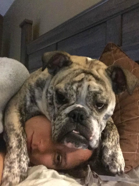 毎朝起こしてくれる犬や猫01