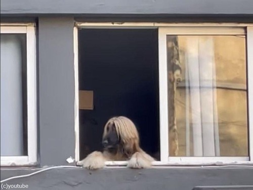貴公子のような犬が2階の窓から街を見守っていた（動画）