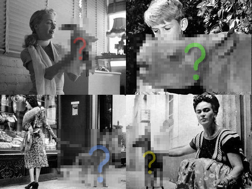 エキゾチックなペット00