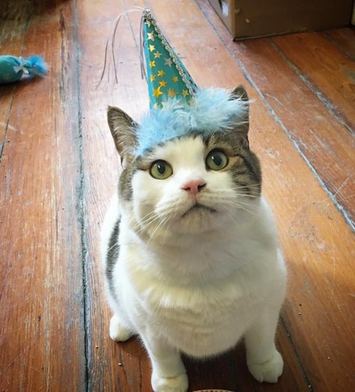 看護猫のスパーキー07